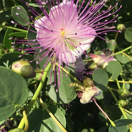 Dammusi Il Serralh -pantelleria-