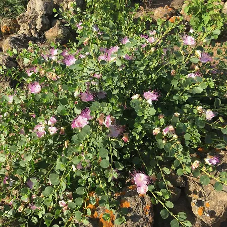 Dammusi Il Serralh -pantelleria- بيت للعطل